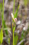 Rose pogonia <BR>Snakemouth orchid